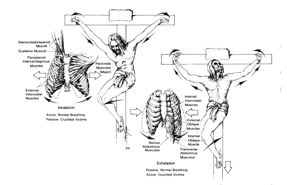 Respiration1.jpg (102919 bytes)